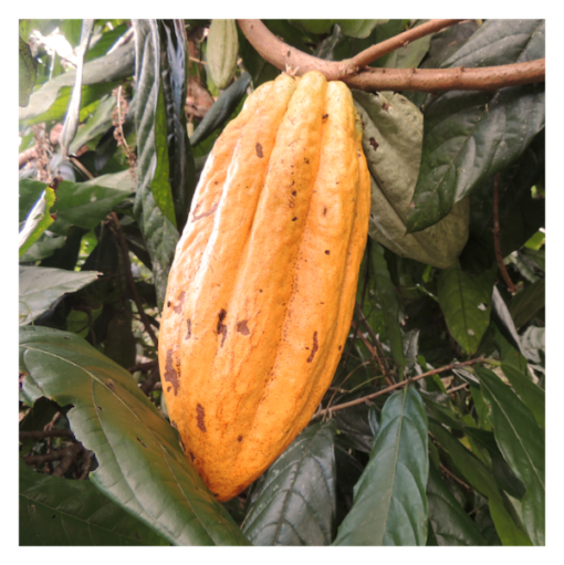 Guasare Kakaofrucht